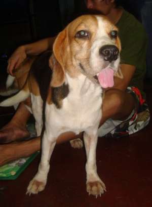 QUALITY STUD BEAGLE SON OF PHIL CHAMPION