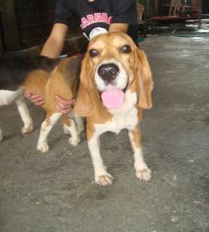 STUD BEAGLE GRANDSON OF PHIL CHAMP