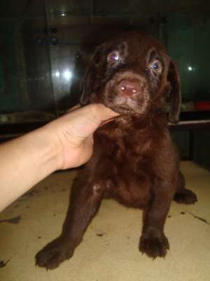 XL QUALITY CHOCO LABRADORS FOR GRABS RUSH RUSH