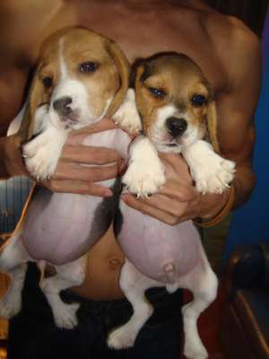 QUALITY BEAGLE LITTER FOR GRABS RUSH RUSH