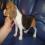 QUALITY BEAGLE LITTER FOR GRABS RUSH RUSH