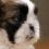 Great pictures of our Shih Tzu puppies for sale