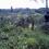 Productive 6-hectares Falcata, Coconuts in Prosperidad Agusan Sur