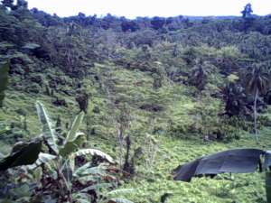 Productive 6-hectares Falcata, Coconuts in Prosperidad Agusan Sur