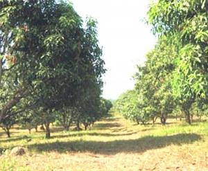 75 Hectares Mango Farm in SanMiguel,Bulacan.min of 400 tons of mango harvested yearly
