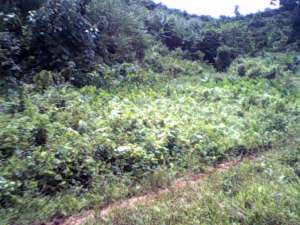 Prosperidad 4 hectares 2nd. lot from the Highway of Salvacion Agusan Sur Titled