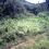 Prosperidad 4 hectares 2nd. lot from the Highway of Salvacion Agusan Sur Titled