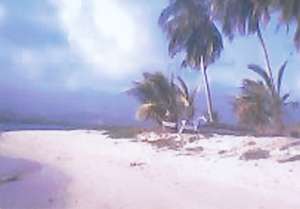 17.5 Hectares White Sand Island Resort For Sale