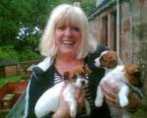 lovely Jack Russell puppies