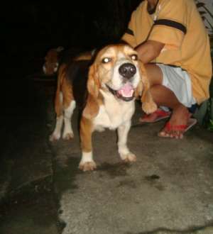 23 RED MARKS STUD BEAGLE ACCEPTS HOME SERVICE