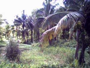 P11.00 per sq.m. 2nd. Lot from the Highway of Mifil Prosperidad Agusan Sur