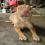 VERY NEAR HEAT PROVEN CHINESE SHARPEI RUSH SALE OR TRADE