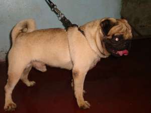 QUALITY STUD PUG VERY PROLIFIC!!!