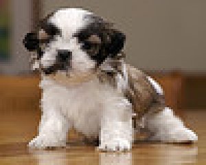 Great pictures of our Shih Tzu puppies for sale