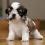 Great pictures of our Shih Tzu puppies for sale