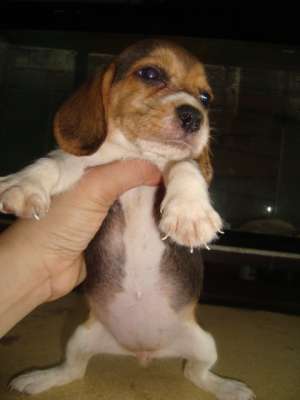 FOR SALEQUALITY BEAGLE PUPS RUSH FOR GRABS