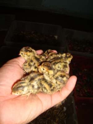 QUAILS RICH IN PROTEIN GOOD OPPORTUNITY FOR BUSINESS!!