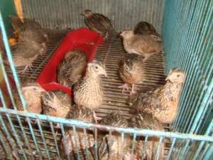 QUAILS FOR FOOD AND FOR BUSINESS.. A RISING DEMAND!!