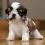 2 Shih Tzu puppies for sale