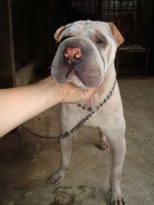 QUALITY IMPORTED ROC LINE CHINES SHARPEI RUSH RUSH SALE OR STUD SERVICE