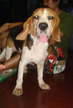 QUALITY STUD BEAGLE SON OF PHIL CHAMP VERY PROLIFIC STUD