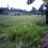 P11.00 per sq.m. 2nd. Lot from the Highway of Mifil Prosperidad Agusan Sur