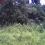 P11.00 per sq.m. 2nd. Lot from the Highway of Mifil Prosperidad Agusan Sur