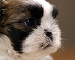 2 Shih Tzu puppies for sale